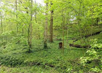 Burnett Woods-Cincinnati City Park
