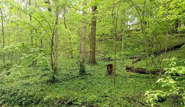 Burnett Woods-Cincinnati City Park
