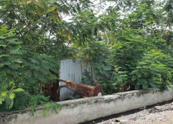 Need bus sheltor to be reinstalled-మూడేళ్లుగా రోడ్డు మార్జిన్ కంపల్లో బస్ షెల్టర్