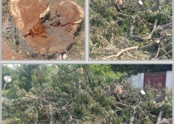 మొక్కలు నాటకుండా నరికివేత