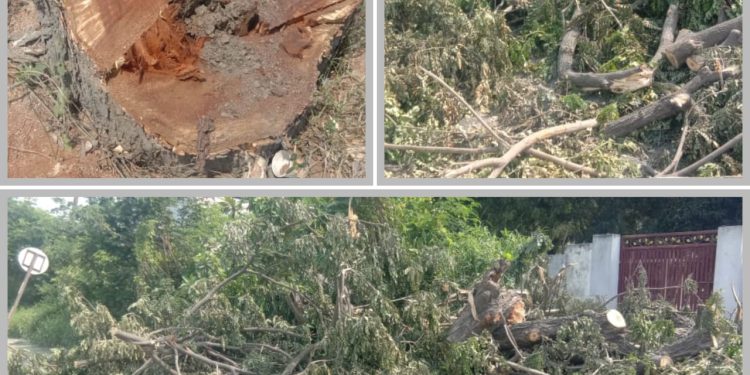 మొక్కలు నాటకుండా నరికివేత