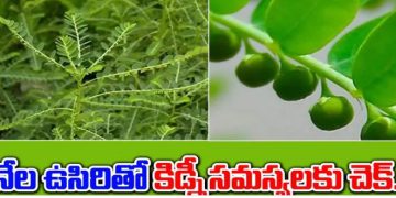 How to get rid of fatty liver problem. Is there a solution to this in Ayurveda?