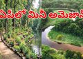 Mini Amazon: ఏపీలో మినీ అమెజాన్ ఫారెస్ట్.. చూస్తే ఫిదా అవ్వాల్సిందే.. ఎక్కడో తెలుసా..? – tv9telugu.com