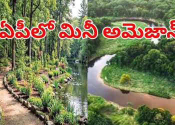 Mini Amazon: ఏపీలో మినీ అమెజాన్ ఫారెస్ట్.. చూస్తే ఫిదా అవ్వాల్సిందే.. ఎక్కడో తెలుసా..? – tv9telugu.com